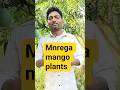 mnrega mango plants #everyday #mnrega #nrendramodi #sorts