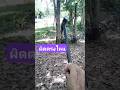 ทดสอบขวาน เหล็กข้ออ้อย #ทหารผ่านศึก #ทหารพรานค่ายปักธงชัย #diy