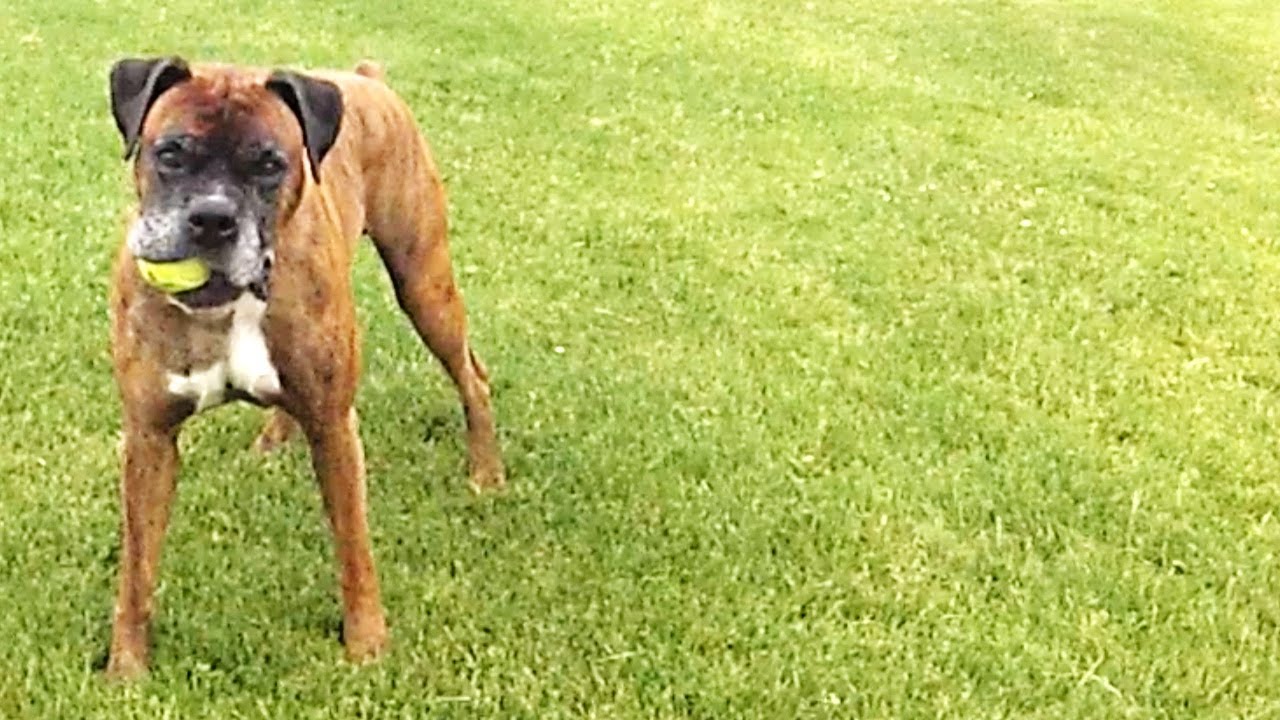 Rescue Boxer Learns to Live Outside of a Cage YouTube