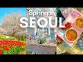 Spring in Seoul |10 Best cherry blossom spots, aesthetic cafes, Hangang picnic, Suwon | KOREA VLOG