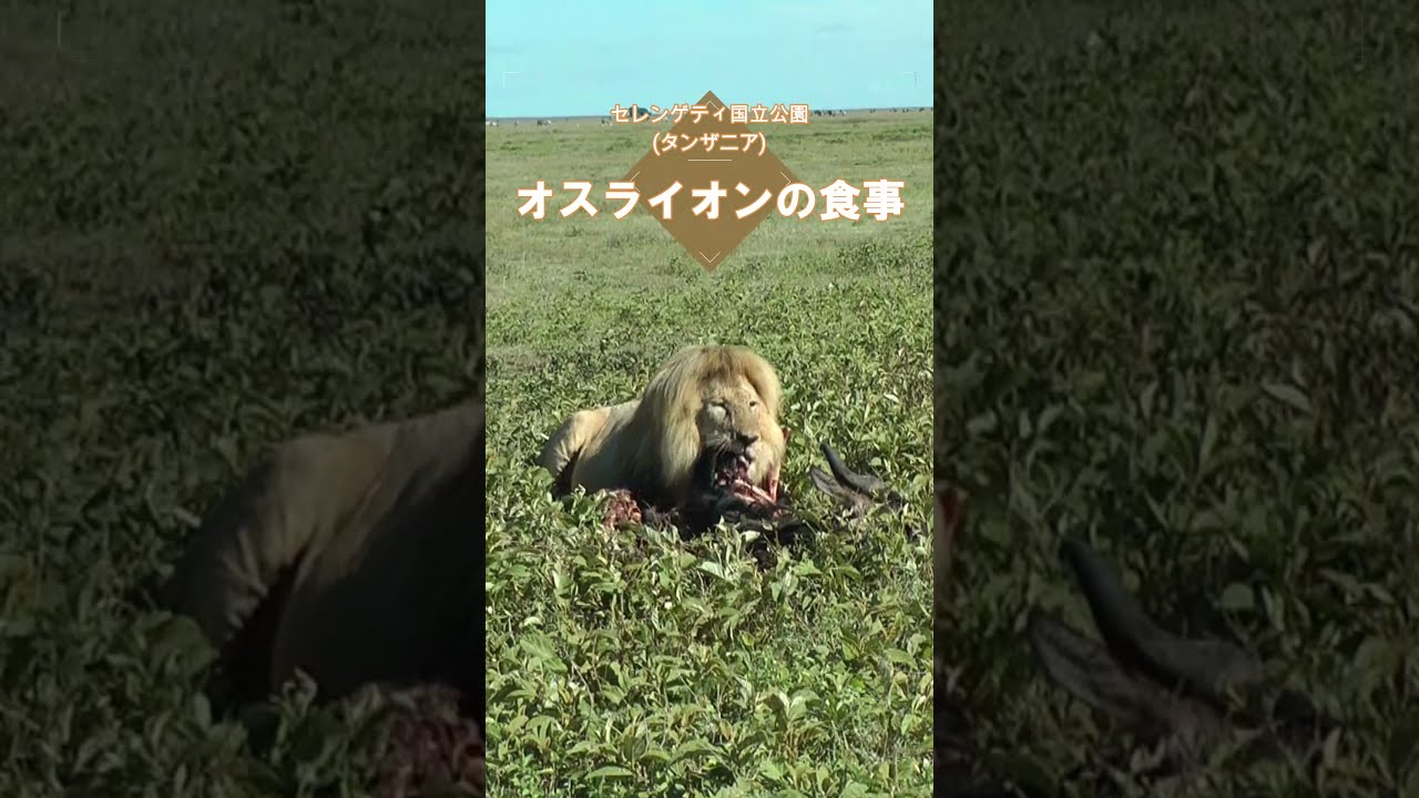 閲覧注意 オスライオンの食事 セレンゲティ国立公園 タンザニア Lion Eating In Serengeti Shorts Youtube