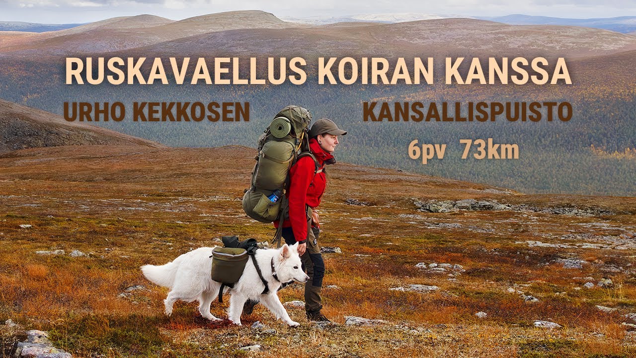 Ruskavaellus koiran kanssa | Urho Kekkosen kansallispuisto 2025