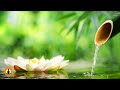 🔴 Zen Relaxation Music for Stress Relief and Healing, Spa River Sounds, Healing Stream Waves