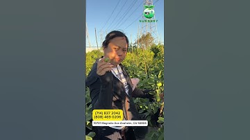 Ổi THÁI RUBY - Ruột đỏ không hạt giòn ngon