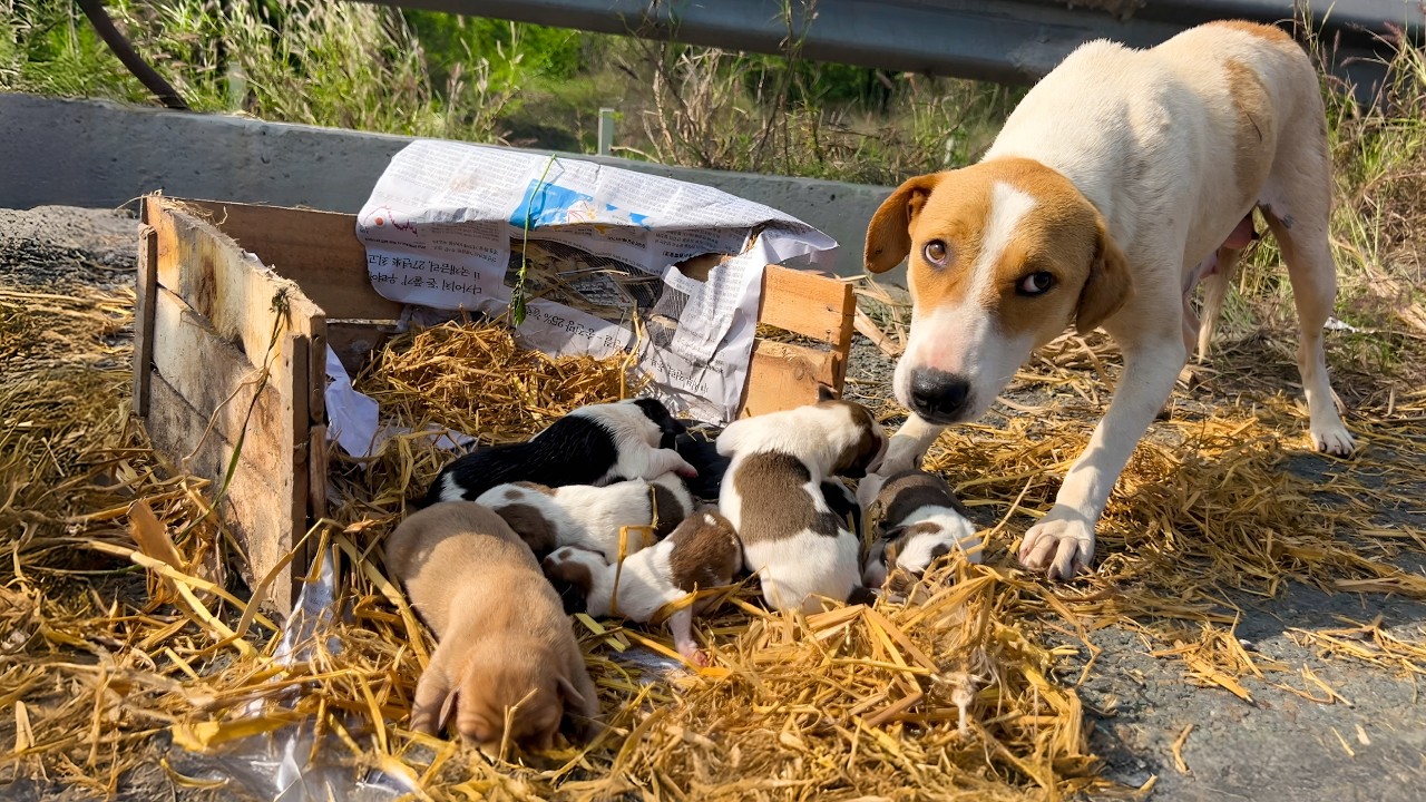 A mother dog and her tiny puppies were left out in the open, searching ...