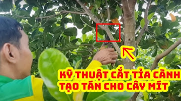 Cách cắt tỉa cành tạo tán cho mít ruột đỏ xơ vàng chuẩn bị làm trái | SIÊU THỊ CÂY GIỐNG WELOFARM