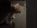 Literal proof my cat is evil