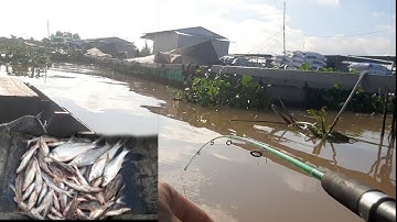 Câu cá sông tiền,ngày cuối tuần bội thu cá úc to và cá cóc