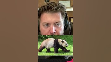 Why China Is Returning Their Pandas Back to USA