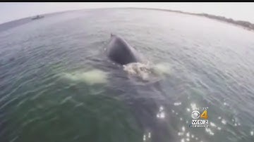 Go-Pro Video Captures Man Paddle-Boarding Next To Humpback Whale