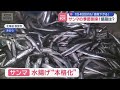 サンマの季節到来!値段は? 1匹4000円も「値段下がる」【スーパーJチャンネル】(2026年8月18日)