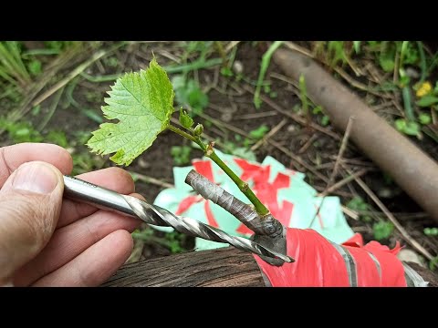 Grafting the vine with a drill