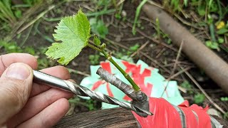 Grafting the vine with a drill