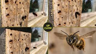 Incredible Slow Motion: Solitary Bees in My Spring Garden π