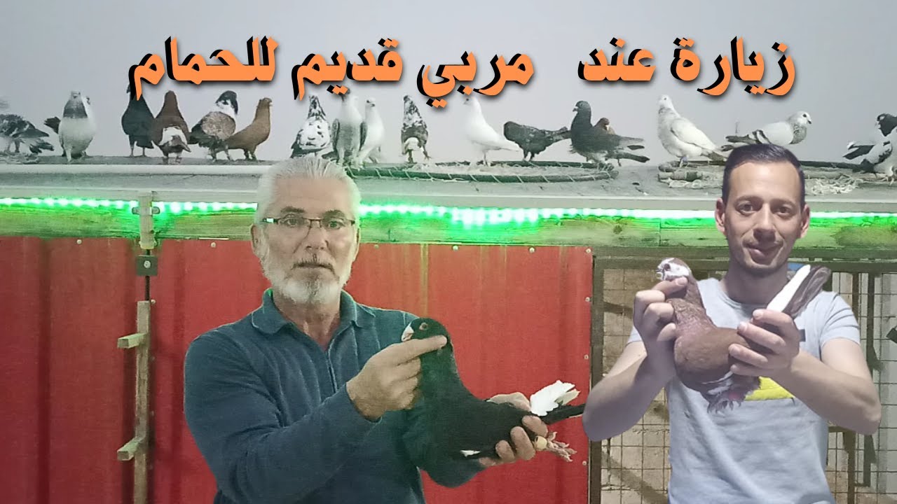 زيارة عند مربي قديم للحمام بزرة حمام اصليه وحمام روعه