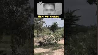 hen vs eagle#viralvideo  #shortsvideo #trendingshorts