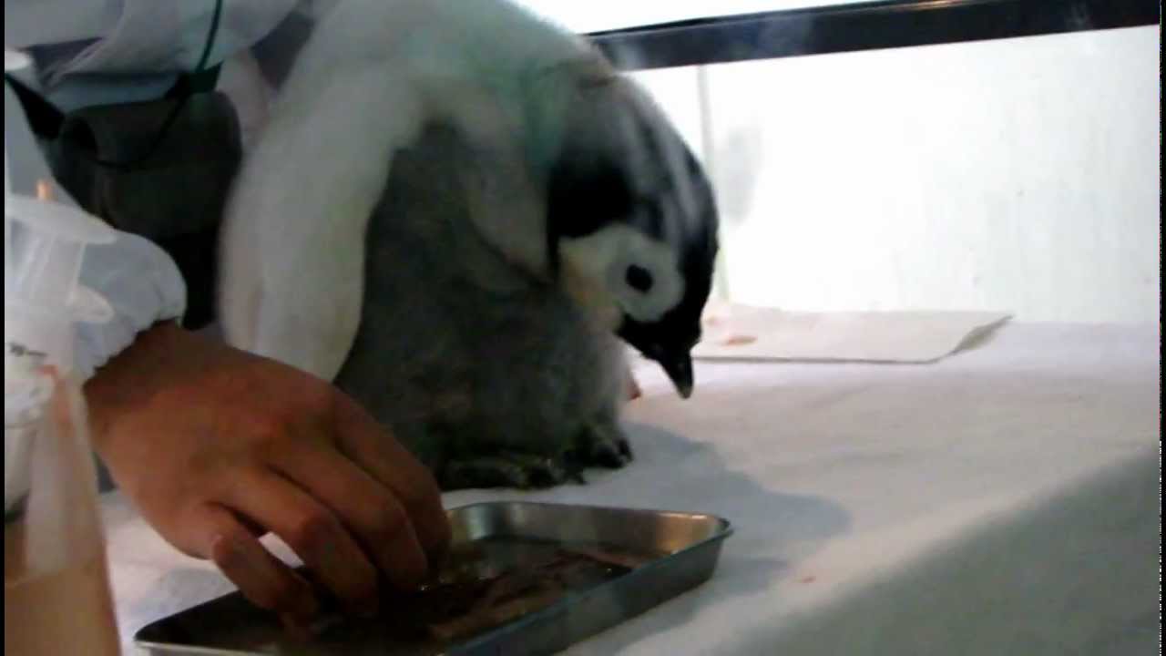 コウテイペンギン赤ちゃんの食事タイム