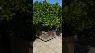 Tuincentrum Leurs Venlo