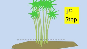 How to Kill Bamboo: 3 Steps