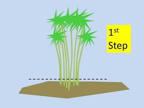 How to Kill Bamboo: 3 Steps