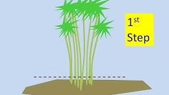 How to Kill Bamboo: 3 Steps