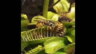 Yellow jackets captured by venus fly trap | Memology