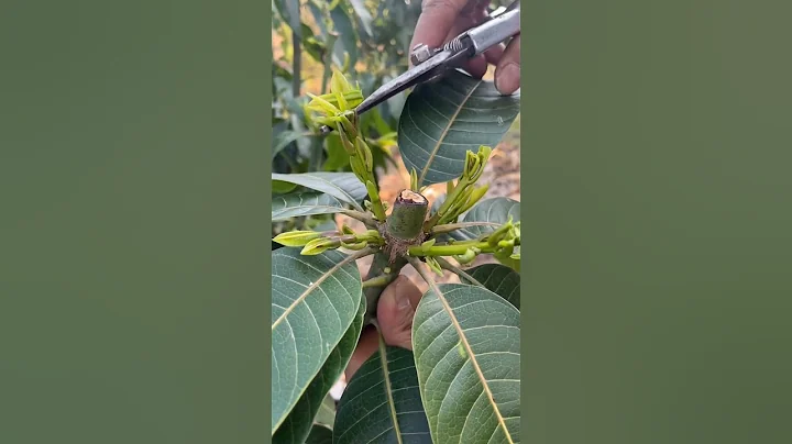 People Think This Destroys Mango Trees — But It Actually Saves Them!"#satisfying #pruning #mango