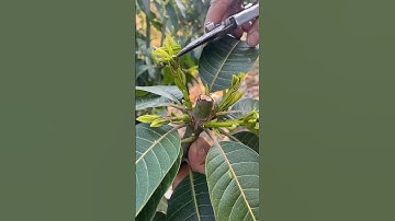 People Think This Destroys Mango Trees — But It Actually Saves Them!"#satisfying #pruning #mango