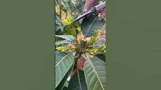People Think This Destroys Mango Trees — But It Actually Saves Them!'#satisfying #pruning #mango