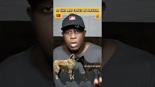 OS CÃES MAIS FORTES DE PORTUGAL p1 🇵🇹