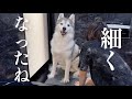 遂にお風呂場に連れ込まれ抜け毛を一掃されるシベリアンハスキー