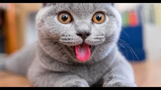 AWESOME ULTIMATE FUNNY CATS 2018 😻😻 by TimeSquad 129 views 5 years ago 9 minutes, 36 seconds