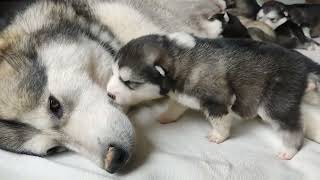 Alaskan Malamute puppies, Alitter  2 weeks old