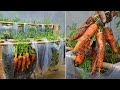 Why does growing carrots in a plastic bag give a lot of tubers? here is the answer