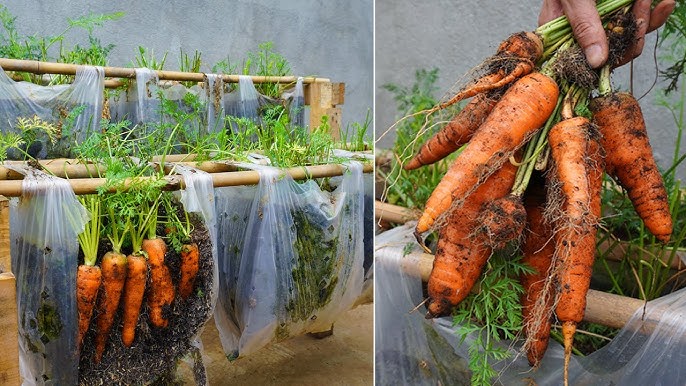 Can You Grow Carrots in a Grow Bag: A Complete Guide