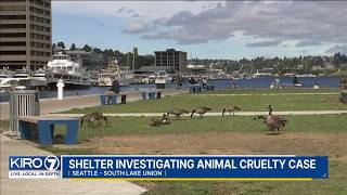 Seattle Animal Shelter looking for man who killed goose at South Lake Union