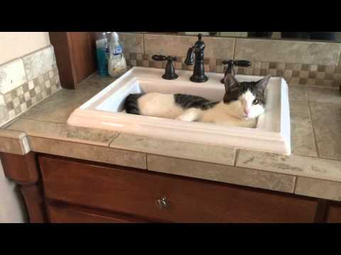 Mick the one-eyed cat no longer needs his humans to get a drink of water.