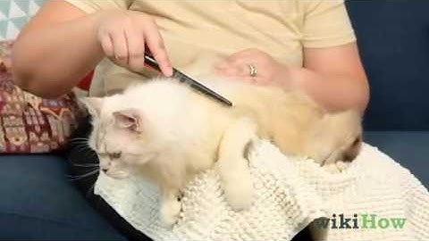 How to Check Cats for Fleas