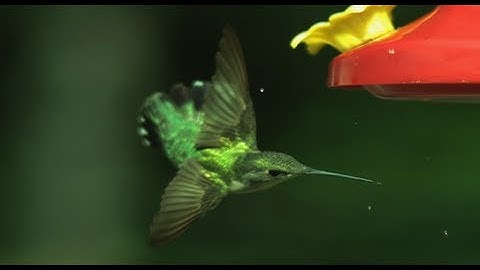 Hummingbird Aerodynamics- High Speed Video - Smarter Every Day 27