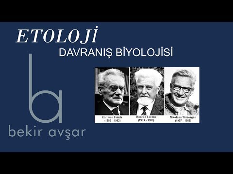 Video: Etoloji sözdürmü?