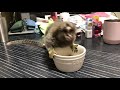 ココの食事風景（コモンマーモセット　小さなお猿さん）