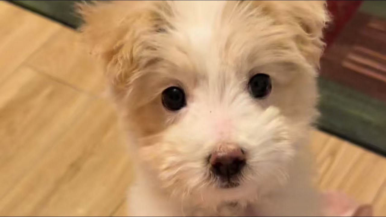 Она прождала под машинами весь день — пока кто-то наконец не отвёз её домой