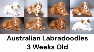 Australian Labradoodle Puppies Are 3 Weeks Old! EmmaXMitchell