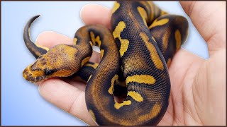 Super Chocolate LEOPARD Clown?! | #Hetflix 113 - YouTube