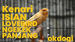 Masteran Kicau Kenari Isian Lovebird Ngekek, MANTAP!  - Durasi: 39:12. 