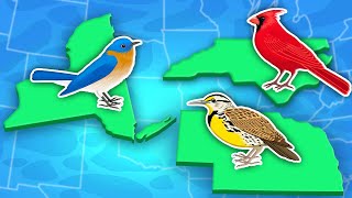 Discover The 50 State Birds of the US! | United States Geography Songs | KLT Geography