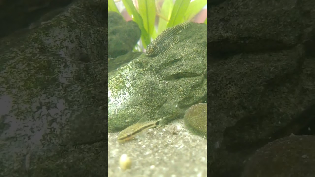 Sucker fish Dwarf Suckermouth & Beaufortia kweichowensis fish