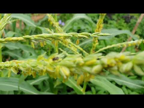 วีดีโอ: น้ำหวานทำอะไร - ปลูกพืชเพื่อกินน้ำหวานในสวน
