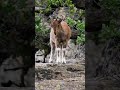 Welcome to the kingdom of markhor markhor wildlife wildlifephotography