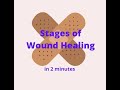Stages of Wound Healing in 2 mins!